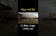 కెచ్చిల అనే చేప 22 కేజీలు 3లక్షల 20వేలు ధర #ytshorts #shots #vizagvision