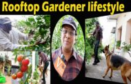 Rooftop Gardener lifestyle green path is not that difficult Dr.Sreedhar Bitra my Dog reminds plants